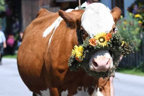 News Bilder des Tages Almabtrieb 2017 am 17.09.2018 Filzmoos Die teilweise geschmückten Tiere werden werden am 17.09.2018 von den Bauern durch die Straßen der Gemeinde Filzmoos geführt. Die Tiere werden in den Stallungen der Bauernhöfe überwintern.