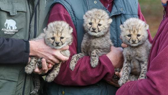 Entertainment Themen der Woche KW45 Entertainment Bilder des Tages DEU, Deutschland, Nordrhein-Westfalen, Münster, 09.11.2018: Drei auf einen Streich - Erfreulicher Zuchterfolg bei den Geparden im Allwetterzoo Münster. Pressetermin im Gepardengehege. Das Muttertier Isantya ist vom Europäischen Zuchtbuch (EEP) als genetisch wertvoll eingestuft worden.
