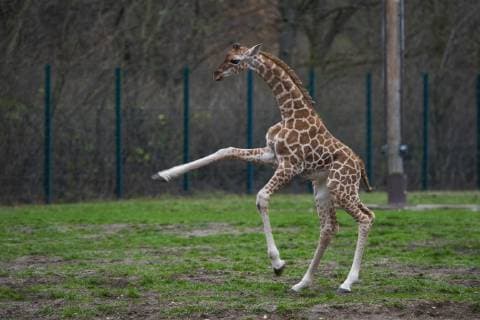 Entertainment Bilder des Tages Zum ersten Mal erkundet die am 03.11.2018 geborene Rothschild-Giraffe Ella (Giraffa camelopardalis rothschildi) das Freigehege im Tierpark Berlin-Friedrichsfelde. Foto: Volker Hohlfeld Ellas erster Ausflug