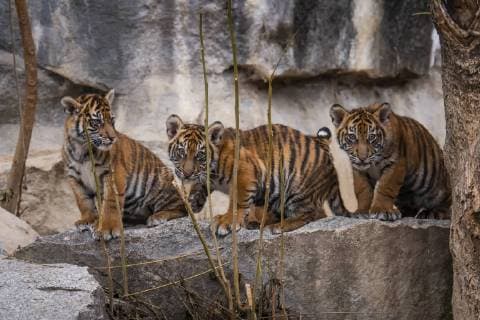 Entertainment Bilder der Woche KW47 Entertainment Bilder des Tages Am 22.11.2018 erhielten die vier am 04.08.2018 im Tierpark Berlin-Friedrichsfelde geborenen Sumatra-Tigerbabys (Panthera tigris sumatrae) die Namen Kiara, Oscar, Willi und Seri. Sumatra-Tiger gehören zu den seltensten Großkatzen der Welt. Nach Schätzungen leben nur noch 350 bis 450 Tiger in den Regenwäldern Sumatras in Freiheit. Volker Hohlfeld Tiger-Taufe