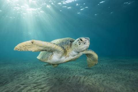 Suppenschildkröte (Chelonia mydas) schwimmt über Sandboden im blauen Wasser, Rotes Meer, Marsa Alam, Ägypten, Afrika Copyright: imageBROKER/AndreyxNekrasov ibxaaa04779589.jpg