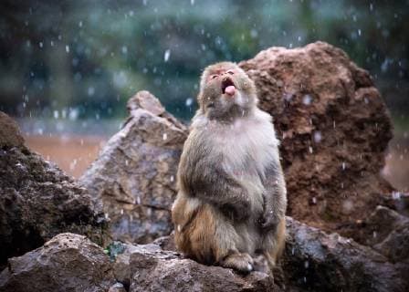 News Themen der Woche KW49 News Bilder des Tages (181209) -- NANJING, Dec. 9, 2018 (Xinhua) -- A macaque has fun in snow at Hongshan Forest Zoo in Nanjing, capital city of east China s Jiangsu Province, Dec. 9, 2018. (Xinhua Su Yang)(mp) CHINA-NANJING-MACAQUE-SNOW (CN) 