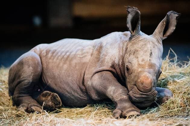 Entertainment Themen der Woche Entertainment Bilder des Tages Erfurt , 090119 , Thüringer Zoopark Erfurt , Breitmaulnashorn-Baby Im Bild: Der am 29. Dezember 2018 geborene Nashornbulle lernt seine Welt im Erfurter Zoo kennen. Gemeinsam mit Mutter Marcita erkundet er den Stall.