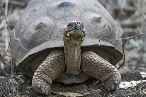 Galapagos-Riesenschildkröte (Chelonoidis nigra ssp) in situ, Insel Isabela, Galapagos Inseln, Ecuador