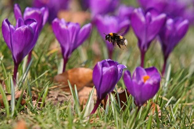 News Themen der Woche KW09 News Bilder des Tages Vor dem Wetterumschwung zeigte sich der Tag noch einmal Fruehlingshaft, Krokusse bluehen im Schlosspark am Oberen Schloss auf einer Wiese, eine Hummel fliegt um die Krokusse Winter im Siegerland am 28.02.2019 in Siegen Deutschland.