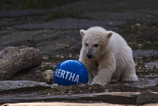 Entertainment Themen der Woche KW14 Entertainment Bilder des Tages Das Eisbärenbaby Hertha spielt am 02.04.2019 im Tierpark in Berlin, Deutschland. Der Name des am 01 Dezember 2018 im Tierpark geborenen Eisbären wurde heute offiziell bekannt gegeben.