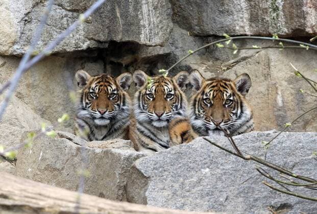 29.03.2019, Berlin, GER - Sibirische Tiger. (Amur-Tiger, Amurtiger, Artenschutz, Arterhaltung, aufmerksam, Aufmerksamkeit, aussen, Aussenaufnahme, Berlin, Blick in die Kamera, Blickkontakt, deutsch, Deutschland, Europa, europaeisch, Fauna, Grosskatzen, Jungtiere, Kamerablick, Katzen, Natur, nebeneinander, niemand, Panthera tigris altaica, Portraet, Portrait, QF, Querformat, Raubkatzen, Raubtiere, Sibirische Tiger, Tiere, Tierpark, Tierportraet, Tierportrait, Tierreich, Tierschutz, Tierwelt, Westeuropa, wild, Wildkatzen, Wildtiere, Zoo, Zoologischer Garten) 190329D885TIERPARK.JPG