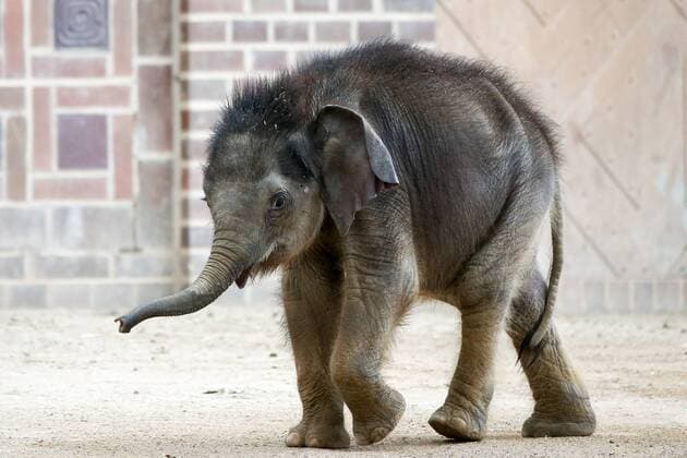 Entertainment Themen der Woche KW15 Entertainment Bilder des Tages Leipzig, 11.04.2019, Zoo Leipzig, Elefantentempel Ganesha Mandir , Das am 25. Januar 2019 geborene männliche Elefantenkalb erkundet zusammen mit der Elefantenkuh Don Chung die Außenanlagen des Elefantentempels. Im Bild: Elefantenbaby auf der Außenanlage ,