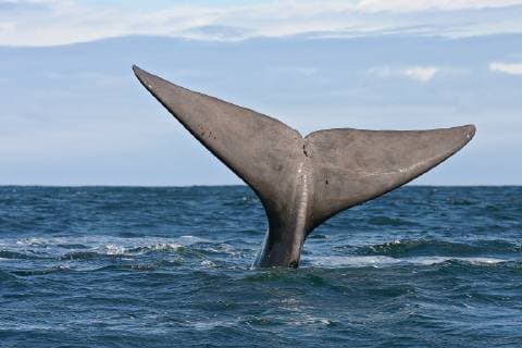 Suedkaper, Suedlicher Glattwal (Eubalaena australis, Balaena glacialis australis), Fluke schaut aus dem Wasser, abtauchender Suedkaper, Suedafrika, Hermanus southern right whale (Eubalaena australis, Balaena glacialis australis), fluke showing out the water, submerging southern right whale, South Africa, Hermanus BLWS525346 Copyright: xblickwinkel AGAMI B.xHaasnootx