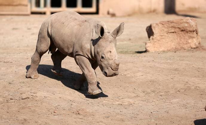 Entertainment Themen der Woche KW16 Entertainment Bilder des Tages Thüringer Zoo 16.04.2019, Erfurt ,Thüringer Zoopark , Südliches Breitmaulnashorn, Kiano ist im Dezember 2018 geboren, nun erkundet er das Freigehege, es gibt viel zu entdecken, allerdings darf Mama Marcita nicht allzu weit weg sein
