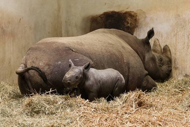 News Themen der Woche KW19 News Bilder des Tages Vorstellung Nashornkalb Nachwuchs im Zoo Magdeburg, Spitzmaulnashornkuh Maleika bekam Nachwuchs der heute erstmals öffentlich vorgestellt wurde - Fotografiert am 07.05.2019