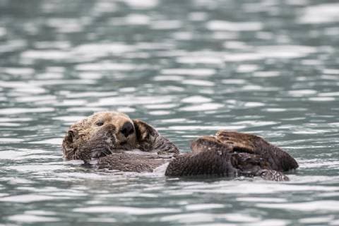 Seeotter (Enhydra lutris) schwimmt am Rücken, Seward, Alaska, USA, Nordamerika Copyright: imageBROKER RobertxHaasmann iblroh04892028.jpg