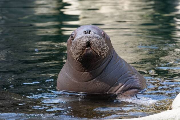 Entertainment Themen der Woche KW21 Entertainment Bilder des Tages Hallo Wasser da bin ich! - Erste offizielle Schwimmstunde - 80 Kilogramm schwerer Hamburger Baby - Schnauzbartträger taucht zum ersten Mal auf - Begleitet wird Walrossbaby von der 23-jährigen Mutter Polosa - Hagenbecks Tierpark Hamburg Walross Hagenbeck - Tierpfleger Dirk Stutzki -;Hallo Wasser da bin ich! - Erste offizielle Schwimmstunde - 80 Kilogramm schwerer Hamburger Baby - Schnauzbartträger taucht zum ersten Mal auf - Begleitet wird Walrossbaby von der 23-jährigen Mutter Polosa - Hagenbecks Tierpark Hamburg Walross Hagen, Hamburg Hamburg Deutschland Hagenbecks Tierpark