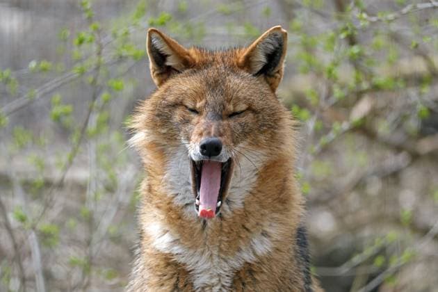 Goldschakal (Canis aureus), gähnt, Tierportrait, Österreich, Europa Copyright: imageBROKER RonaldxWittek ibxron04898083.jpg