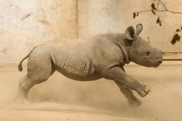 Entertainment Themen der Woche KW23 Entertainment Bilder des Tages Nashorn Nachwuchs im Zoo Magdeburg, Spitzmaulnashornkuh Maleika spielt mit ihrem Nachwuchs im Innengehege - Fotografiert am 07.06.2019
