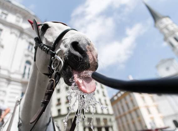 News Themen der Woche KW24 News Bilder des Tages Wien THEMENBILD - erste Hitzewelle des Jahres bahnt sich an, im Bild Fiakerpferde erhalten Wasser, aufgenommen am 10. Juni 2019 in Wien, Oesterreich. Over the next few days, the thermometer is expected to move in the direction of 35 degrees Celsius and above. Wien, Austria on 2019 06 10.
