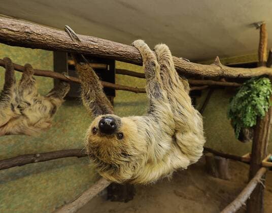 Entertainment Bilder des Tages 14.06.2019 Bergzoo Halle : Das älteste Faultier der Welt , Paula feiert heute 50.sten Geburtstag Zweifingerfaultier oder Unau – teilweise auch nur Zweifinger-Faultier genannt Choloepus didactylus