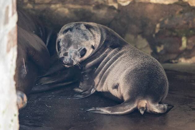 Entertainment Themen der Woche KW25 Entertainment Bilder des Tages Seelöwen Nachwuchs im Kölner Zoo Lucy ist der erste Nachwuchs seit 2015 bei den Kalifornischen Seelöwen. Erstmalig wurde die neunjährige Lina Mutter. Köln Kölner Zoo NRW Deutschland
