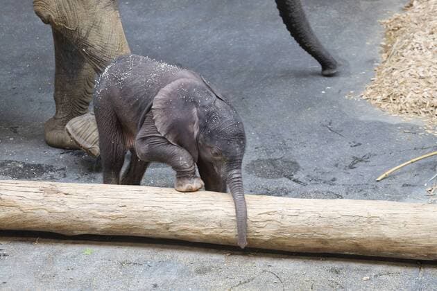 Entertainment Bilder des Tages Elefantenbaby in Wien Wien, Tiergarten Schönbrunn, 18. 07. 2019 Das 5 Tage alte Elefantenbaby ( Girl) mach die ersten Erfahrungen, das Baby hat noch keine Namen, die Mutter ist die 27 Jahre alte Numbi Elefanten Baby , Elefantenbaby