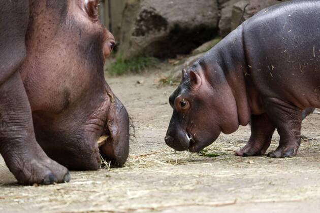 Entertainment Themen der Woche KW31 das Nilpferd oder Flußpferd oder Hippopotamus ist ein großes pflanzenfressendes Säugetier aus dem mittleren und südlichen Afrika wo es in Wassernähe lebt esc zählt zu den schwersten landbewohnenden Säugetieren nach den Elefanten, zusammen mit den Breitmaulnashörnern die Bezeichnung Pferd ist mißverständlich denn mit Perden ist es nicht verwandt derzeitige Lehrmeinung ist dass es mit Walen verwandt ist zumal es ja fast aussieht wie ein Wal mit Beinen das kleine Nilpferd im Bild ist das erste seit Eröffnung des Hippodroms im Zoo von Köln geborene Nilpferd- Baby Dieser Nilpferd-Nachwuchs kam im Mai 2019 auf die Welt