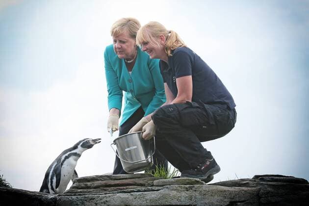 News Themen der Woche KW33 News Bilder des Tages Angela Merkel besucht Ozeaneum in Stralsund und füttert Pinguine