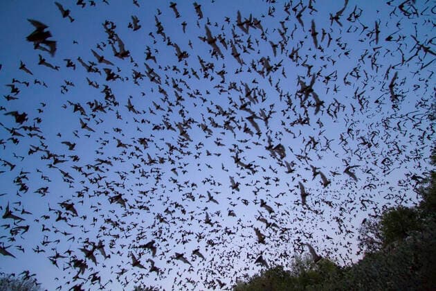 Mexican free tailed bats, (Tadarida brasiliensis), leaving Bracken Cave, Texas. Bracken Cave is the summertime home of over 15 milions bats, making it the largest colony of bats in the world and one of the greatest concentrations of mammals on the planet. August 2011  1551076 HuwxCordey