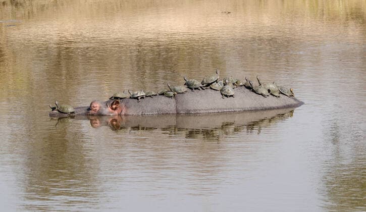 Bilder des Jahres 2019, News 10 Oktober News Bilder des Tages EXCLUSIVE; POND TAXI; KRUGER NATIONAL PARK; SOUTH AFRICA