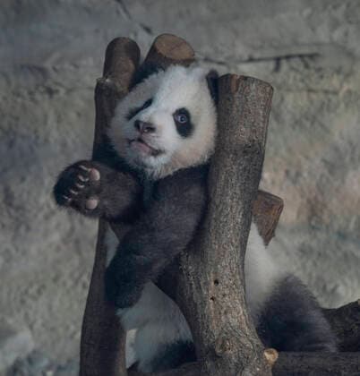 Bilder des Jahres 2020, Entertainment 01 Januar Entertainment Bilder des Tages Berlin, 31.01.2020: Der zweite Tag an dem die Panda-Zwillinge Meng Xiang und Meng Yuan alias Pit und Paule mit ihrer Mutter Meng Meng für Besucher zu sehen sind. Hier: Ein Jungtier übt sich im Klettern.