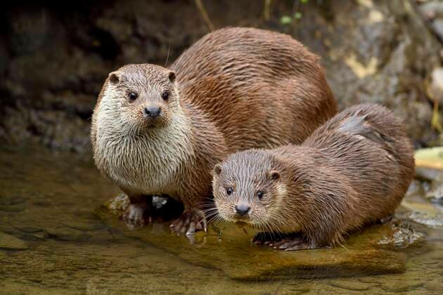 Fischotter (Lutra lutra), Weibchen mit Jungtier auf Stein sitzend am Ufer eines Teiches, Captive, Schweiz, Europa Copyright: imageBROKER StefanxHuwiler ibxshu05094555.jpg