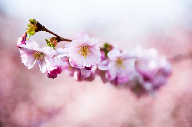 Bilder des Jahres 2020, News 03 März News Bilder des Tages KIRSCHBLÜTE 16 03 2020 - Erfurt: Kirschblüten beginnen in Erfurt am 16. März 2020 zu blühen. _________________