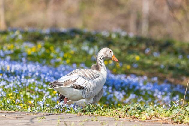 Bilder des Jahres 2020, News 03 März News Bilder des Tages Stuttgart, 20.03.2020: Frühlingsbeginn auf dem Stuttgarter Killesberg. DEU, Deutschland, Baden-Württemberg