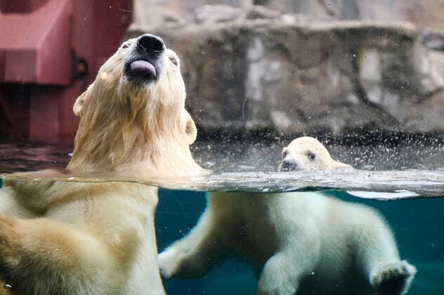 Bilder des Jahres 2020, News 03 März Erster Ausgang des noch namenlosen Eisbärbabys mit seiner Eisbärmutter Milana ins Freigelände im Erlebnis-Zoo. Hannover, 20.03.2020