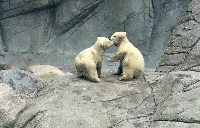 Bilder des Jahres 2020, Entertainment 04 April Entertainment Themen der Woche KW14 News Bilder des Tages Reportage fra et publikumstomt Aalborg Zoo, torsdag den 2. april 2020. Isbjoernen Malik er ude med sine to unger, en begivenhed der ellers ville have tiltrukket et stort publikum. Coronakrisen har lukket dyrehaven, og dyrepasserne arbejder i hold saa de undgaar at smitte hinanden. , Aalborg Jylland Denmark Copyright: HenningxBagger HenningxBaggerx spdk20200402-144403-L