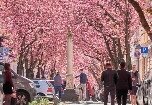 Bilder des Jahres 2020, News 04 April News Themen der Woche KW13 Viele Besucher trotz Corona Krise bei der Kirschblüte in der Bonner Altstadt in Bonn, Deutschland am 5.04.2020