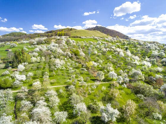Bilder des Jahres 2020, News 04 April News Themen der Woche KW15 DEU, Deutschland, Baden-Württemberg, Owen, 12.04.2020: Streuobstwiese bei Owen im Frühjahr. Apfelbaum, Kirschbaum, Birnbaum zeigen sich in voller Blüte. Im Hintergrund die Burg Teck.