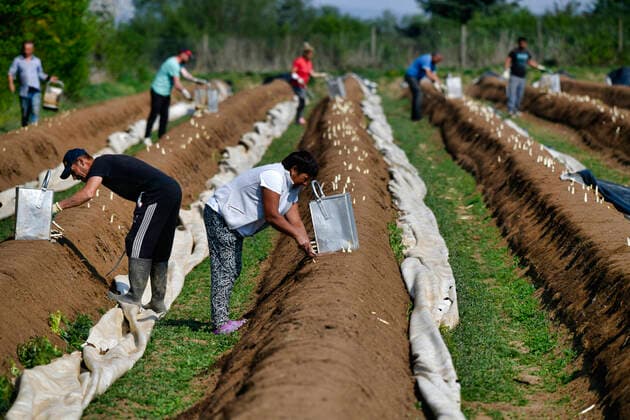 Bilder des Jahres 2020, News 04 April News Themen der Woche KW16 Leiharbeiter stechen Spargel, Spargelernte, Schmidener Feld, Schmiden bei Stuttgart, Baden-Württemberg, Deutschland