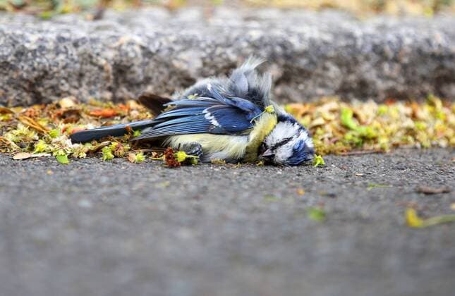 Bilder des Jahres 2020, News 04 April News Themen der Woche KW18 Blaumeise 30.04.2020 , Erfurt, tote Blaumeise (Cyanistes caeruleus) liegt am Boden, zur Zeit wird ein vermehrtes Sterben der Singvögel beobachtet, verantwortlich ist das Bakterium Suttonella ornithocola