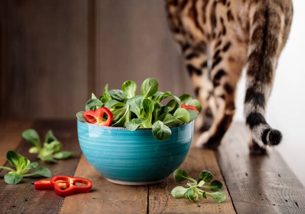 katze,salat,desinteressiert