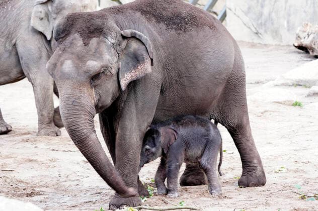 Bilder des Jahres 2020, Entertainment 06 Juni Entertainment Themen der Woche KW25 Entertainment Bilder des Tages Nachwuchs im Kölner Zoo bei den Elefanten. Mutter Shu Thu Zar brachte gestern Nacht eine kleine Elefantenkuh zur Welt. Das kleine Elefantenbaby ist wohlauf und durfte das erste Mal ins Freie. Köln, 18.06.2020