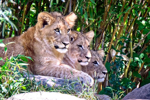 Bilder des Jahres 2020, Entertainment 06 Juni Entertainment Themen der Woche KW26 Entertainment Bilder des Tages Zoo Leipzig. Löwen ( Panthera leo ) Nachwuchs im Zoo Leipzig. Die 6 Monate alten Löwen-Drillinge sind auf die Namen Mateo , Hanna und Elsa getauft worden. 20200624MIC0830