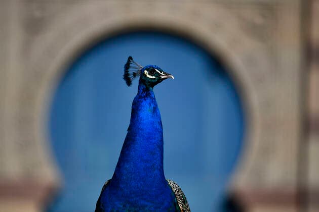 Bilder des Jahres 2020, Entertainment 06 Juni Entertainment Themen der Woche KW26 News Bilder des Tages Blauer Pfau (Pavo cristatus), captive, Stuttgart, Baden-Württemberg, Deutschland Tiere