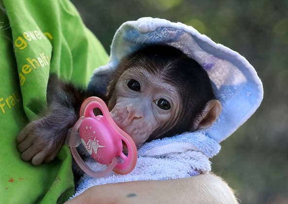 Bilder des Jahres 2020, Entertainment 08 August Entertainment Themen der Woche KW33 11.08.2020 Tierpark Köthen Handaufzucht Berberaffenbaby Lia ( 4 Wochen alt ) , die Mutter hatte nach der Geburt keine Milch und wird nun von Tierpflegerin Steffi Schwingeweitzen per Hand aufgezogen