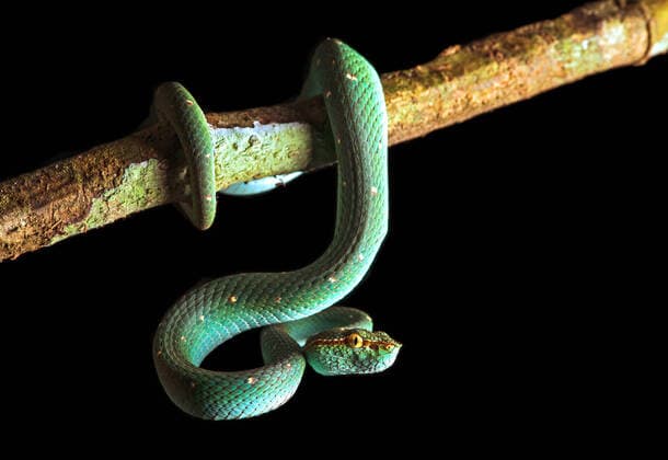 Creative Highlights World Philippinische Tempelviper (Tropidolaemus subannulatus), haengt von einem Ast herunter, Malaysia, Sabah, Danum Valley North Philippine temple pitviper, Bornean Keeled Green Pit Viper (Tropidolaemus subannulatus), hanging down from a branch, Malaysia, Sabah, Danum Valley BLWS625649