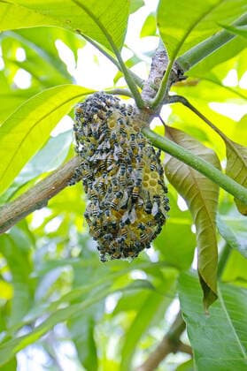Nest von Wildbienen, Phang Nga, Südthailand, McPINS