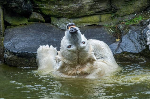 Bilder des Jahres 2020, Entertainment 11 November Eisbärin Hertha in der Eisbärenanlage, Tierpark, Friedrichsfelde, Lichtenberg, Berlin, Deutschland
