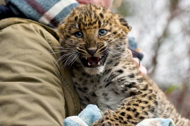 Bilder des Jahres 2020, Entertainment 12 Dezember Entertainment Themen der Woche KW50 Entertainment Bilder des Tages Zum vierten Mal haben die beiden Chinaleoparden Pavel und Sunny aus den Gothaer Tierpark Nachwuchs bekommen. Die beiden Mädchen, die am 26. September 2020 geboren wurden, sind noch namenlos., Gotha Thüringen Deutschland