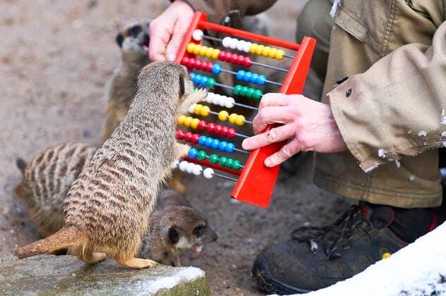 Bilder des Jahres 2021, Entertainment 01 Januar Entertainment Themen der Woche KW02 Entertainment Bilder des Tages Erdmännchen bei der Inventur zum Jahresbeginn 2021 im Erlebnis-Zoo Hannover. Hannover, 14.01.2021