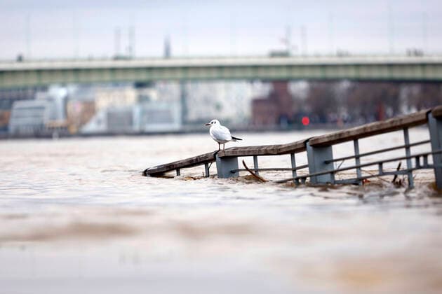 IMAGO Nature: Unsere Erde, Klimawandel, Überschwemmungen Bilder des Jahres 2021, News 01 Januar News Themen der Woche KW04 News Bilder des Tages Der Kölner Rheinpegel steigt und steigt. Am Sonntagabend wurde in Köln ein Hochwasser von 7,50 Meter gemessen, der Normalwasserstand liegt sonst bei 3,21 Meter. Die Schifffahrt ist bereits eingeschränkt. Am Kölner Rheinufer werden immer mehr Barrikaden errichtet und Bereiche abgesperrt. Das Wasser klettert auf Promenaden und überspült Treppen und Fähranleger. Köln, 31.01.2021