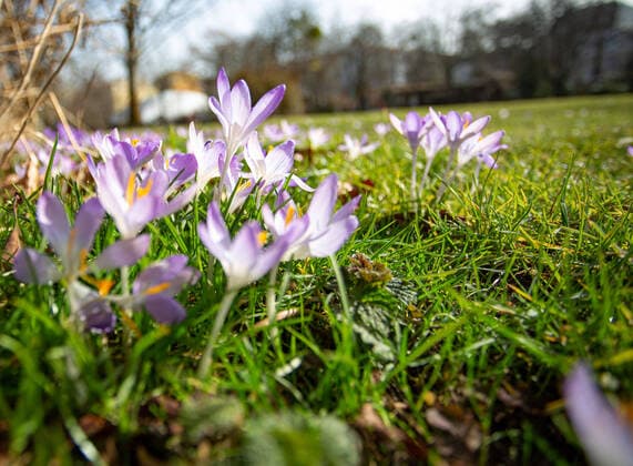 Bilder des Jahres 2021, News 02 Februar News Themen der Woche KW08 News Bilder des Tages Frühlingshaftes Wetter im Februar, Bei frühlingshaften Wetter Ende Februar, sprießen die ersten Korkusse in den Parkanlagen von Berlin. Bilder aus dem Alter Park in Templhof. Berlin Tempelhof-Schoeneberg Berlin Deutschland