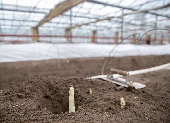 Bilder des Jahres 2021, News 03 März News Themen der Woche KW09 News Bilder des Tages Erster Spargel Spargelbetrieb List sticht ersten Spargel im Gewächshaus. 05.03.2021 Bürstadt Erster Spargel Spargelbetrieb List sticht ersten Spargel im Gewächshaus.